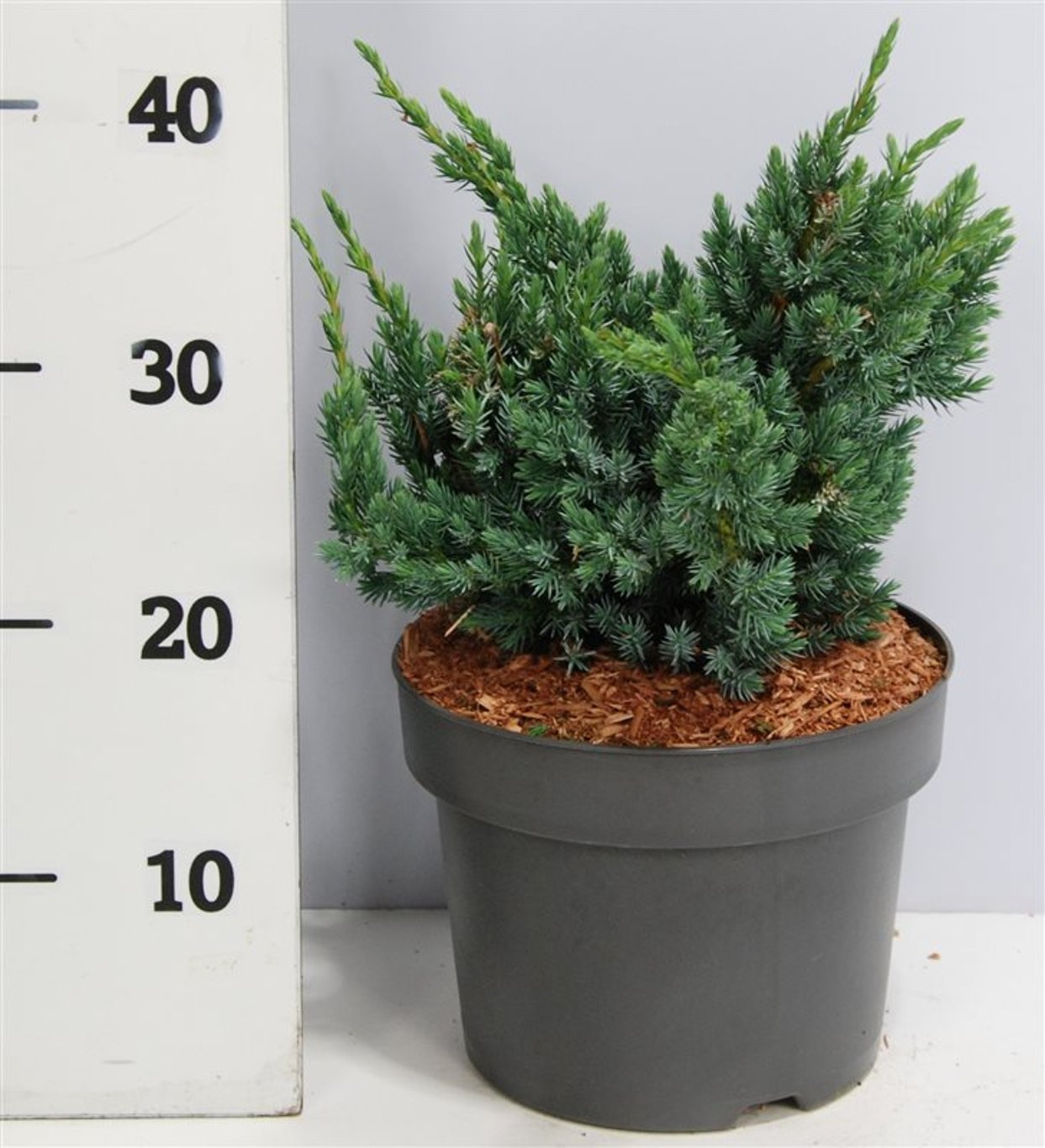 Juniperus squamata 'Meyeri' - C5 30-40 CM